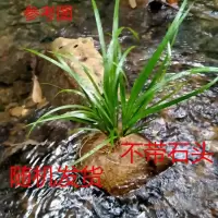 天然水培附石菖蒲盆景盆栽野生虎须水培龙根龟缸假山庭院绿色植物 石菖蒲3-5苗2窝不带石头