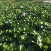 水葫芦批发水培养植物养龟养鱼缸池塘景观净化水质养黄鳝水草种苗 景观净化水质水葫芦30棵 不含盆