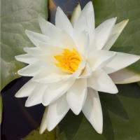 带叶子发货盆栽睡莲水培植物四季室内大睡莲根块鱼缸大型池塘莲花 白仙子[带叶子发货] 裸根不带土