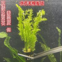 鱼缸淡水水芹水草雪花水芹水下中后景新手无需二氧化碳雷龙缸植物 水芹1杯(可漂浮水面养殖)