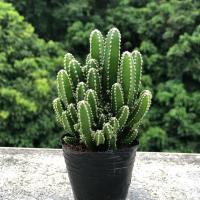 发财树水培植物白掌春羽绿萝文竹九里香室内易养净化空气花卉盆栽[9月30日发完] 万重山1颗 [裸根不含瓶]