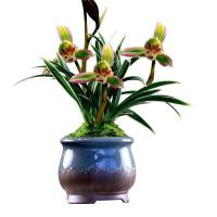 [好养浓香型兰花苗]矮种金边四季开花名贵绿植盆栽非兰花带花苞 大众卉[名贵矮迷你王]推荐 1苗试养