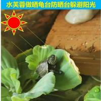 养龟水草浮萍水芙蓉狐尾草水生植物龟缸鱼池造景调节净化水质天然 水芙蓉3棵