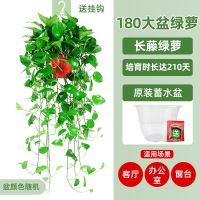 绿萝盆栽室内花卉植物吸除甲醛绿植水培好养长藤垂吊大叶绿箩批发[9月20日发完] 180长藤绿萝原装蓄水盆[1盆]+肥 带