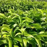 白兰花盆栽白玉兰树苗嫁接黄角兰黄桷兰黄玉兰花苗常绿树苗庭院苗 两年小苗白兰花（50-60cm）