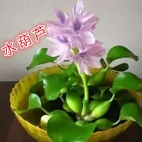 水葫芦水生植物鱼池乌龟池养殖污水水质净化鱼缸水培盆栽水草种籽 3到5个球2棵苗