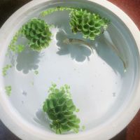 肚兜萍鱼缸浮萍水草养鱼养龟虾净化水质浮草水生植物水族箱造景 肚兜萍1颗(不送)