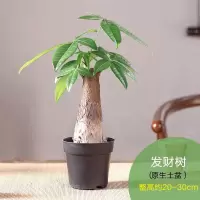 水培发财树摇钱树盆栽招财水养植物办公室内花卉大绿植小盆景好养 精品单颗发财树