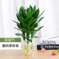 观音竹水培富贵竹水养玻璃花瓶莲花盆栽植物室内客厅绿植驱蚊花卉 竹子3棵+塑料杯(特价无赠品)