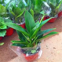 天堂鸟苗盆栽植物清仓鹤望兰大型绿植客厅室内四季长青花卉 金钻30-45厘米(一盆3颗) 不带盆