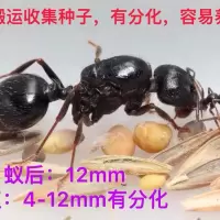 工匠收获蚁 宠物蚂蚁蚂蚁工坊活体收获蚁 一后十几工
