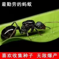 工匠收获蚁 蚂蚁活体蚂蚁蚁后宠物蚂蚁活体蚁后蚁收获新蚂蚁后 单后1-5工小群落