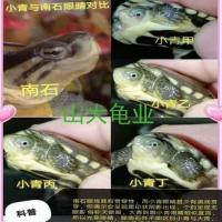 小青头龟苗北种龟皖南小青活体水龟宠物观赏乌龟 小青小青2-5厘米错甲次品随机发 一只[送龟粮]