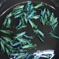 中国斗鱼蓝蛇花蛇无纹蓝火焰沙蛮斗鱼菩萨鱼耐活不打氧气包活包质 精质蓝蛇一条(4厘米)