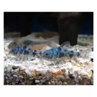 清道夫青铜鼠花椒鼠白鼠鱼白鼠彩虹鲨胡子鱼底栖鱼冷水小型观赏鱼 花鼠1-2cm 3条装