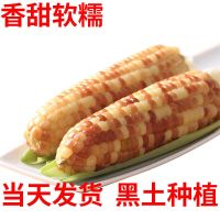 10棒黑龙江省新鲜甜糯玉米东北特产昊伟农庄香甜软糯寒地黑土真空 6棒甜糯玉米