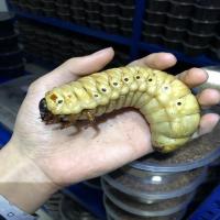 独角仙甲虫发酵木屑毛象长戟南洋大兜虫锹甲幼虫饲料产卵腐殖土4 混合·腐殖土营养块 发酵木屑 4升(