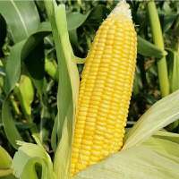 河南老式笨玉米新鲜现摘嫩玉米农家玉米非转基因玉米带皮7棒装 玉米棒[3棒装]老式玉米