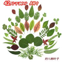 天然干树叶真树叶标本手工DIY装饰材料幼儿园贴画 1包(共42片约15种) 树叶