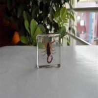 人工琥珀 昆虫标本 蚂蚁 蜂 甲虫 蝉 蝎子蟋蟀 认知玩具 生物教学 蝎子