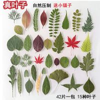 标本册覆膜粘贴式 植物标本树叶干花收集册收藏干花小学生DIY相册 干树叶一包(约15种42片)