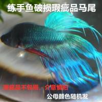 泰国斗鱼活体半月狮王马尾公鱼母鱼宠物鱼小型热带观赏鱼好养耐活 随机马尾公1条(微破损)