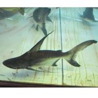 蓝鲨鱼斧头鲨成吉思汗鲨白化鲨热带鱼观赏鱼虎鲨鱼苗活体鱼 成吉思汗9cm 1条