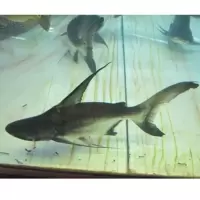 蓝鲨鱼斧头鲨成吉思汗鲨白化鲨热带鱼观赏鱼虎鲨鱼苗活体鱼 成吉思汗9cm 1条