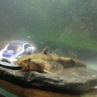 凶猛野生虎头鱼呆子鱼沙塘鳢笋壳鱼虎头鲨活体老头鱼冷水观赏鱼【10月3日发完】 4-6公分1条