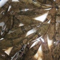 野生新鲜活虎头鱼呆子鱼沙塘鳢笋壳鱼虎头鲨土憨巴尖塘鳢木奶鱼[10月11日发完] 虎头鱼3-5cm 1条