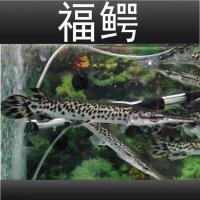 冷水鱼福鳄尖嘴鳄鳄雀鳝凶猛鱼中大型鱼热带鱼观赏鱼活体宠物鱼缸 福鳄鱼12-14厘米1条