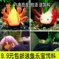 东方那娃娃鱼六角恐龙金鱼活体鱼淡水冷水观赏鱼蝾螈霸王鱼龙鱼 粉色六角恐龙10-12cm1条