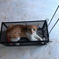 大号老鼠笼 超大号老鼠笼 宠物救援笼 长宽高 38-18-18 厘米