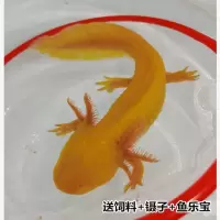 六角恐龙鱼淡水冷水金鱼锦鲤观赏鱼蝾螈霸王鱼龙鱼活体清道夫 黄金龙1条(12-15cm)