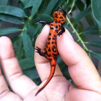 六角恐龙鱼水族淡水冷水小型宠物鱼龙鱼活体金鱼锦鲤好养易活[9月19日发完] 4-7厘米三色任选1条