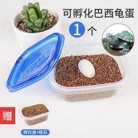 宠尚天可孵化乌龟蛋草龟蛋巴西龟蛋小乌龟活体宠物龟受精蛋活物 可孵化巴西龟蛋1个(活动款)
