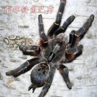 非洲橙巴布委瑞内拉太阳虎斜角海格力斯巨人巴布哥斯达黎加老虎尾 东非斜角巴布(足展1-2厘米) 仅蜘蛛