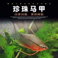 河豚潜水艇鱼观赏鱼四齿鲀冷水鱼气泡鱼会生气的需要养气的鱼活体 珍珠马甲鱼[5-6cm] 1条装