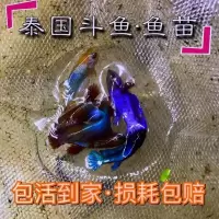 泰国斗鱼鱼苗印尼糖果星河亚成斗鱼苗小型观赏鱼容易养 2-3厘米/1条 印尼将军鱼苗
