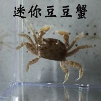 迷你豆豆蟹浅水蟹海水宠物观赏汽水蟹自来水养不活注意搭配出售 三只豆豆蟹