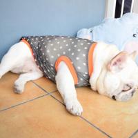 夏季网格背心防掉毛防紫外狗衣服斗牛巴哥恶霸京巴沙皮狗衣服 黑色星星 牛款XS码