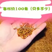 大麦虫黄粉虫面包虫龙鱼守宫蜥蜴蜘蛛蝎子蜈蚣陆龟活体宠物饲料 成体面包虫2-3cm(100条)