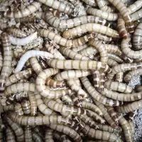 大麦虫活体黄粉面包虫金龙鱼八哥守宫画眉鸟虫子宠物饲料一斤 大麦虫一斤