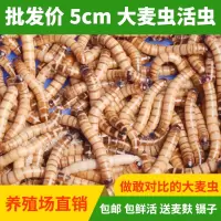 大麦虫活体黄粉面包虫金龙鱼蜥蜴守宫八哥画眉鸟乌龟钓鱼饵饲料 大麦虫100条 送麦麸镊子