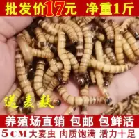大麦虫活体黄粉面包虫金龙鱼八哥守宫画眉鸟虫子宠物饲料一斤 麦麸一斤