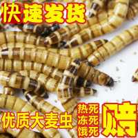 黄粉虫活体面包虫活体蝎子画眉鹦鹉鱼石蛙龙鱼八哥仓鼠宠物饲料 黄粉虫100条送麦麸1两