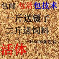 面包虫黄粉虫活体蝎子画眉鹦鹉鱼石蛙龙鱼八哥仓鼠宠物饲料 试用装200条