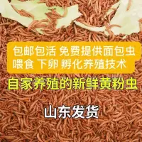 黄粉虫活体面包虫活体蝎子画眉鹦鹉鱼石蛙龙鱼八哥仓鼠宠物饲料 试用装200条