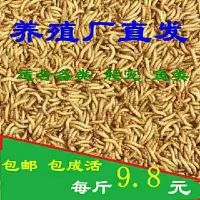 黄粉虫活体面包虫活体蝎子画眉鹦鹉鱼石蛙龙鱼八哥仓鼠宠物饲料 面包虫300条