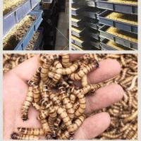 大麦虫活体面包虫黄粉虫龙鱼乌龟守宫蜥蜴蜘蛛鸟宠物活虫饲料 大麦虫4-6厘米100条 送麦麸镊子